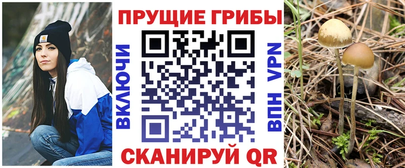 Псилоцибиновые грибы Psilocybe  сайты даркнета какой сайт  Кузнецк 